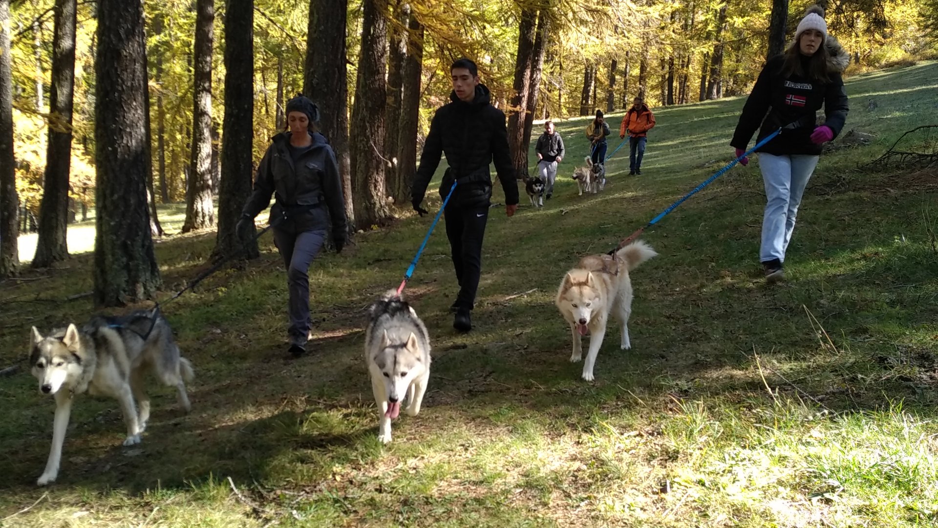 Cani-rando avec chien de traîneau - Action & Sport