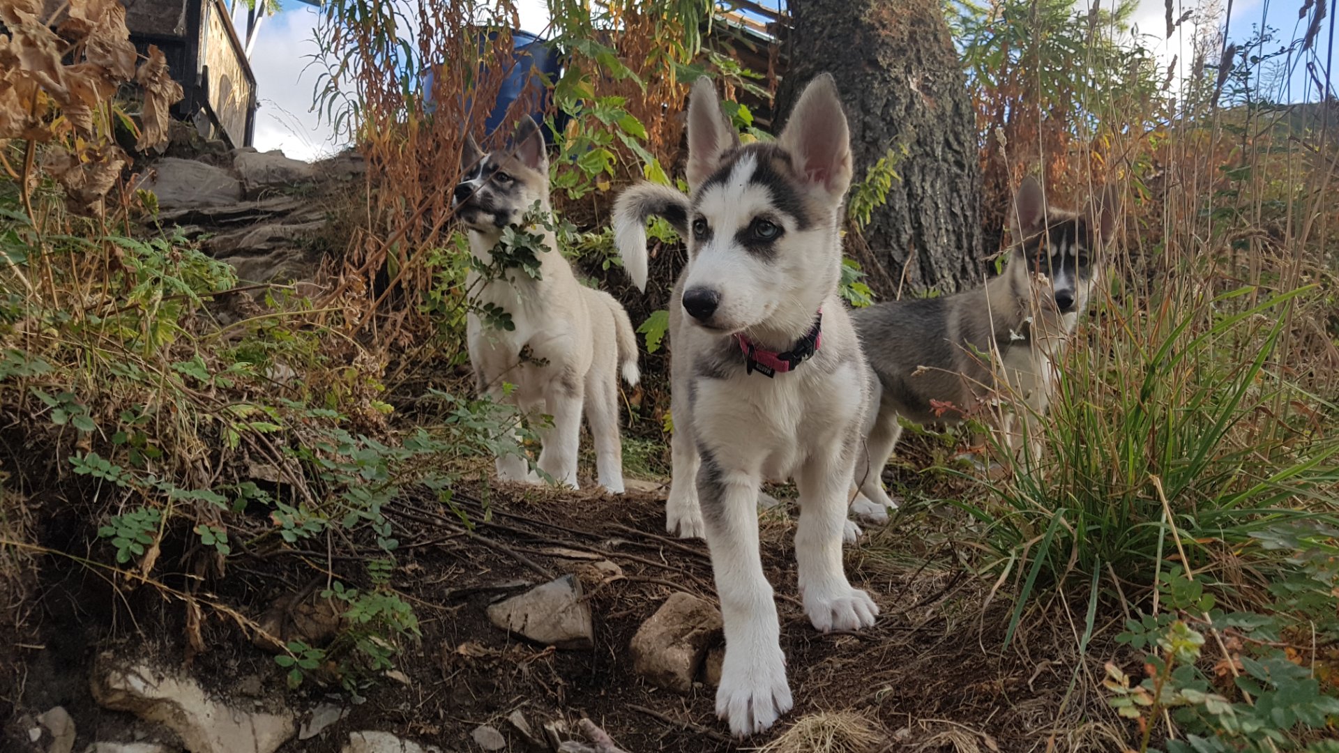 Cani-rando avec chien de traîneau - Photo 2