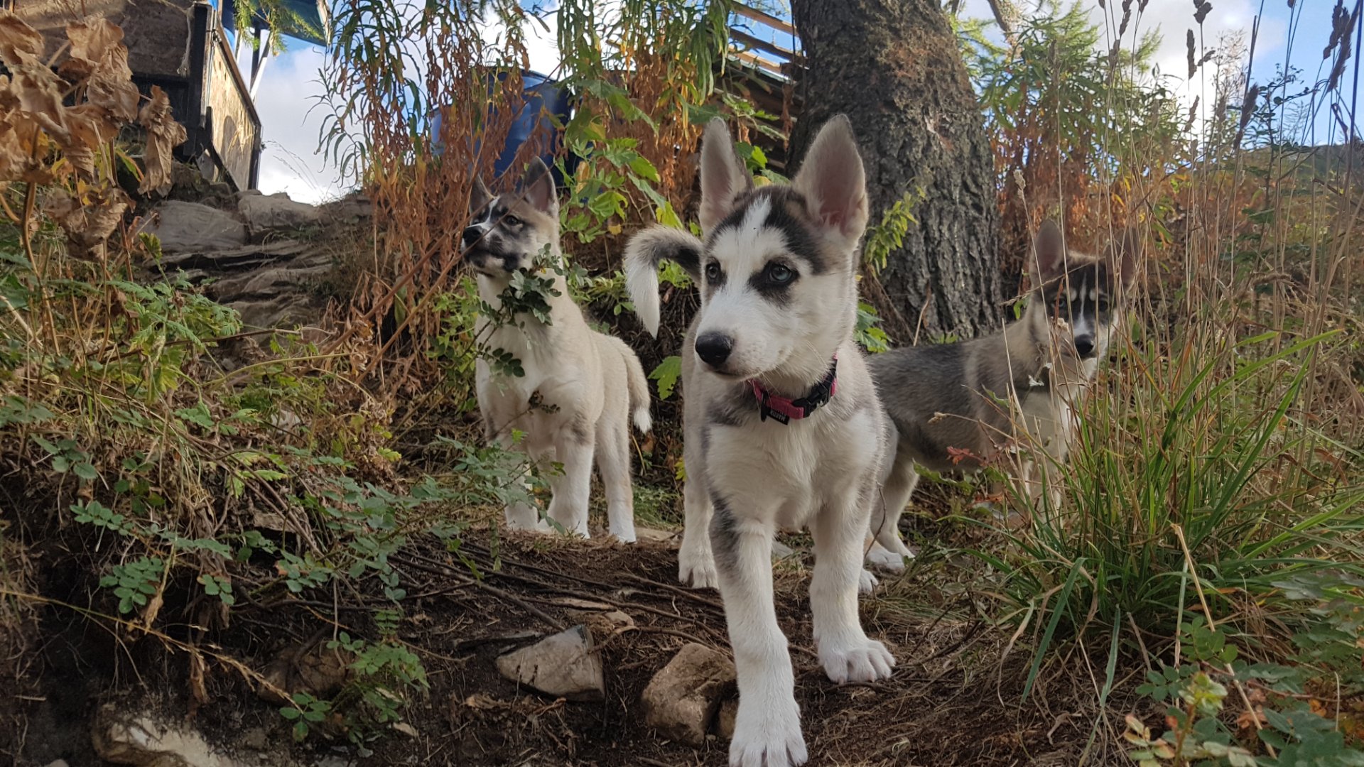 Visite du parc avec huskies de Sibérie - Photo 2