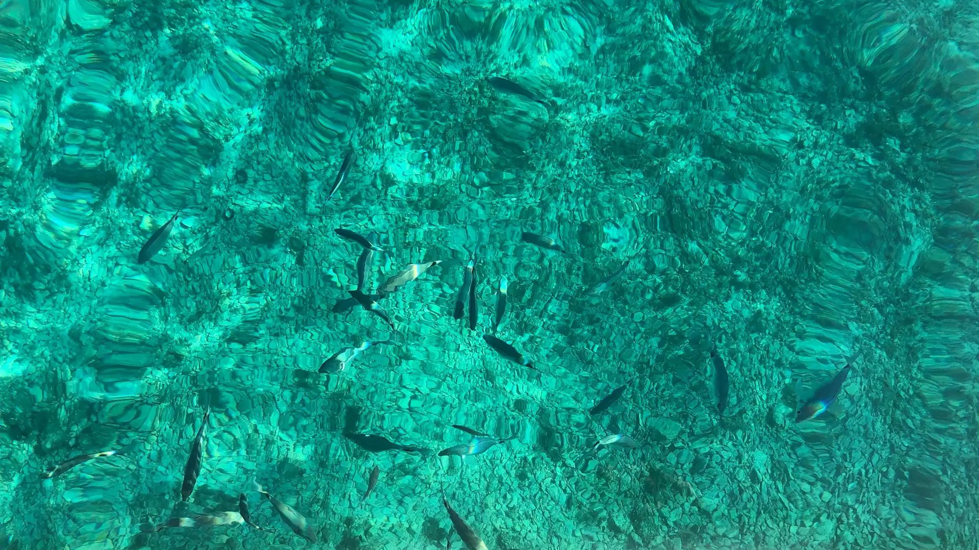 Balade et baignade privée îles du Frioul 3 heures - Photo 5